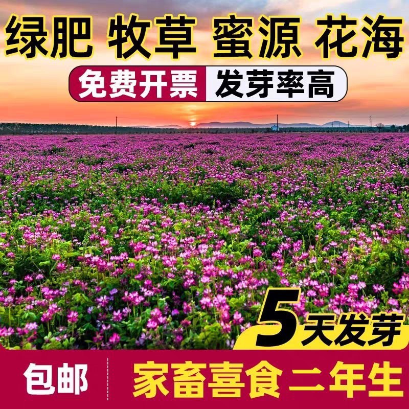 紫云英厂家货源批发价格全国发货价格便宜欢迎下单咨询