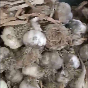 通货白皮蒜