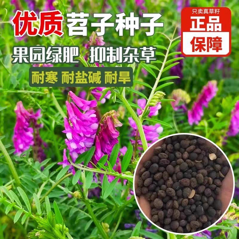 毛苕子厂家货源批发价格全国发货价格便宜欢迎下单咨询