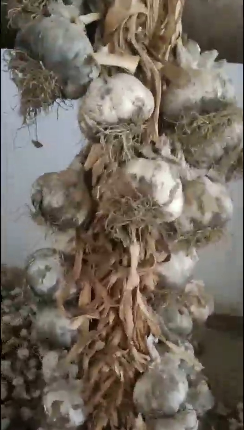 通货白皮蒜