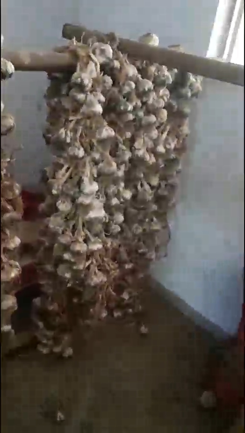 通货白皮蒜
