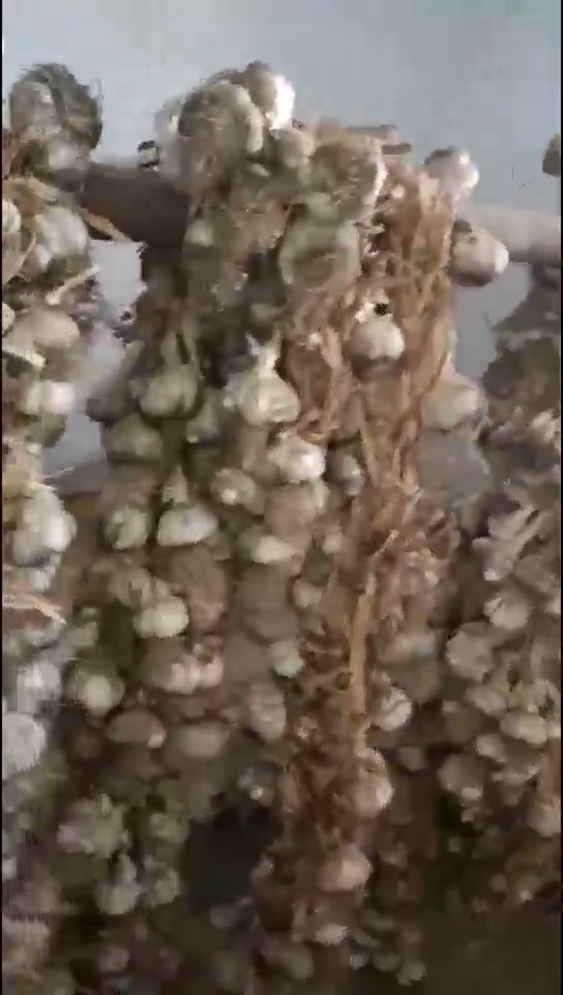 通货白皮蒜
