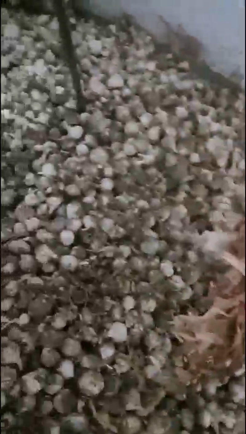 通货白皮蒜