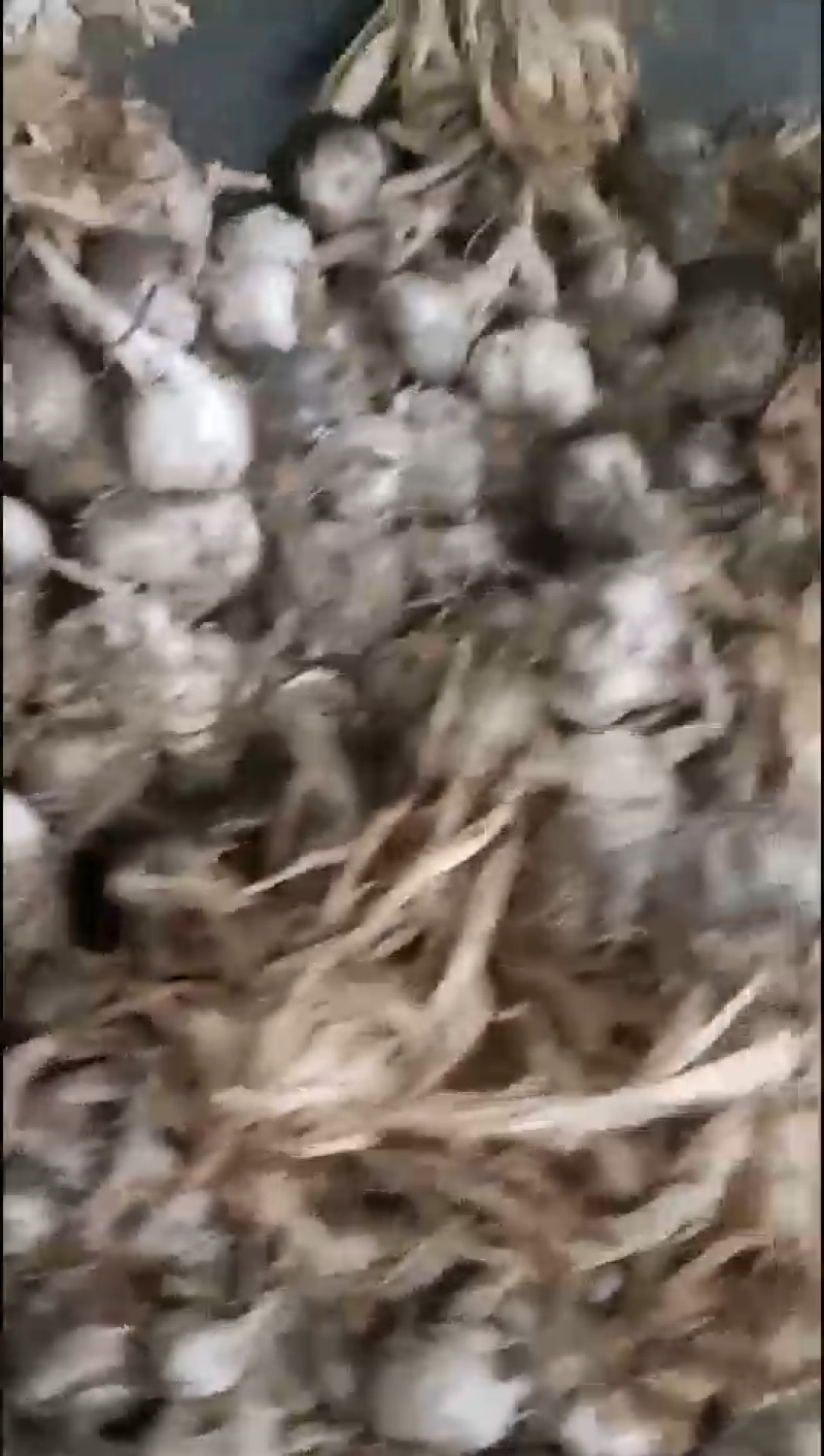 通货白皮蒜