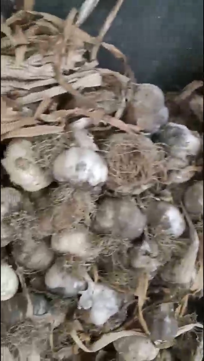 通货白皮蒜