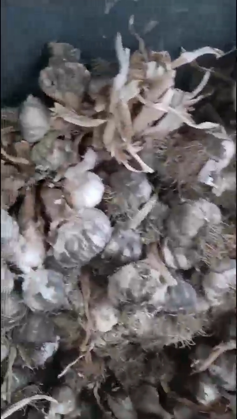 通货白皮蒜