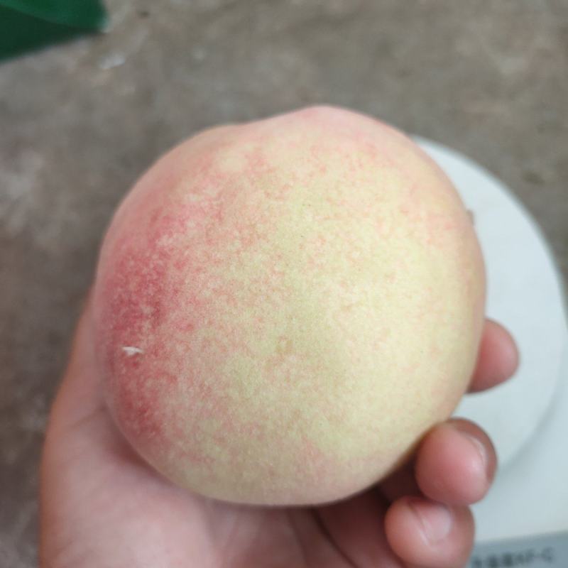 白凤桃