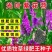 紫花苕种子牧草果园绿肥种籽高产箭舌野豌豆多年生