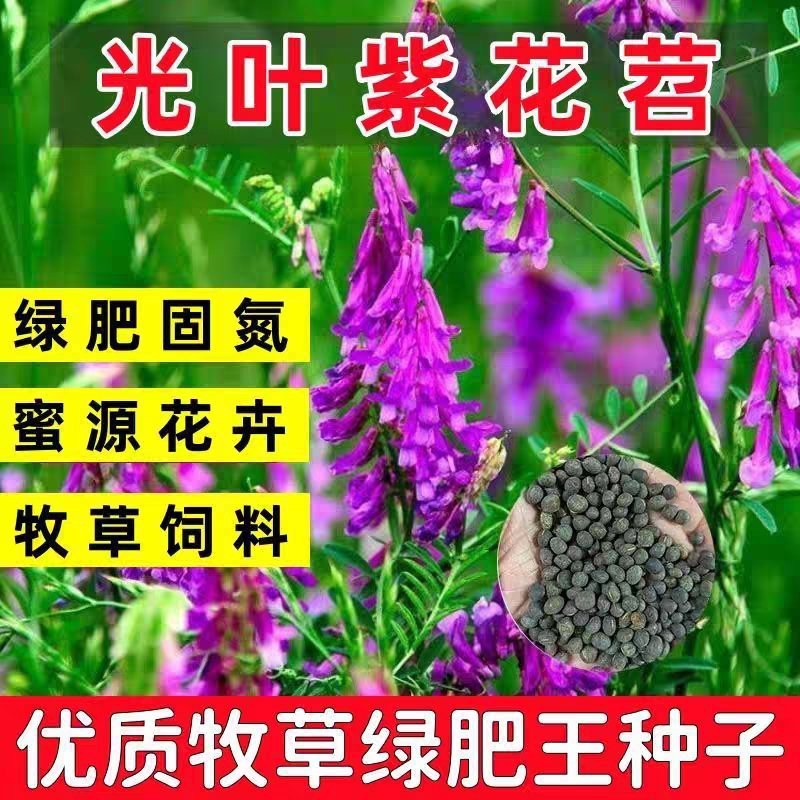紫花苕种子牧草果园绿肥种籽高产箭舌野豌豆多年生