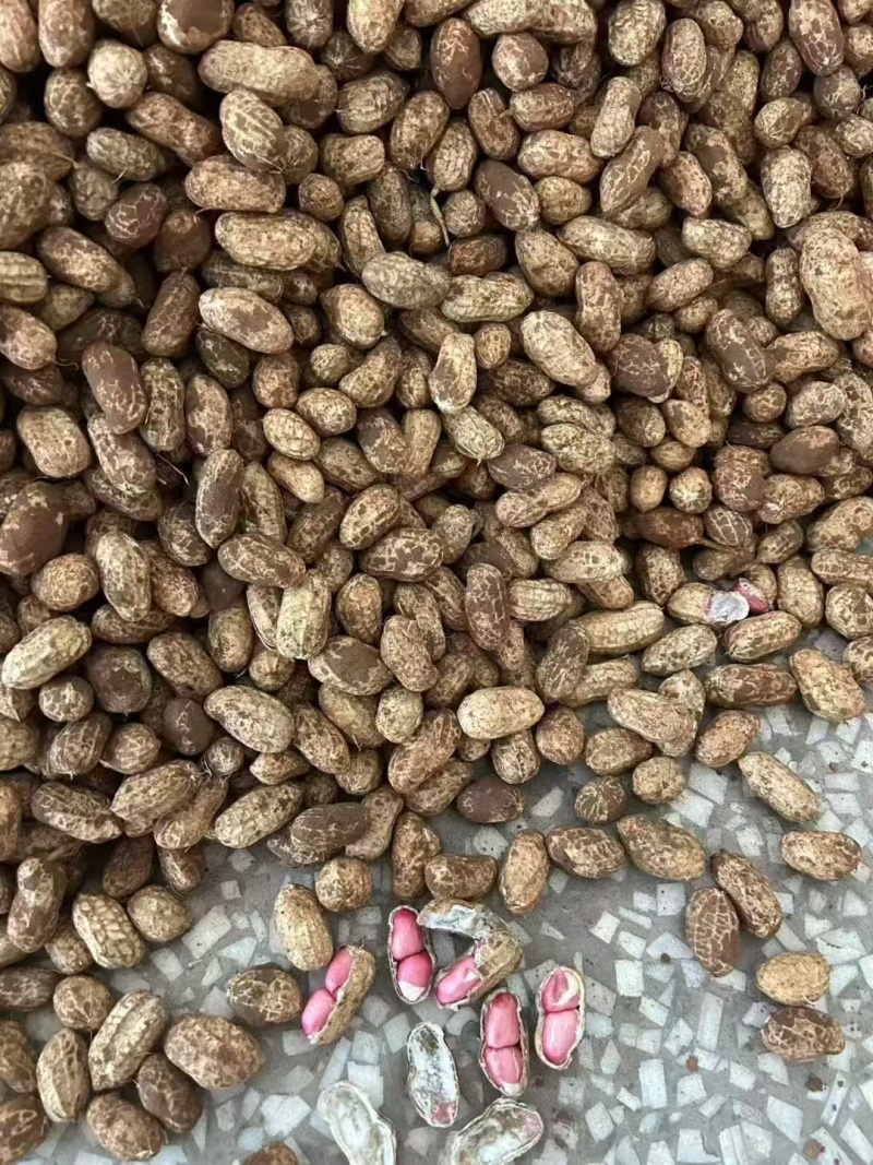 四川新鲜花生大量上市，对接各大商超电商平台，量大从优