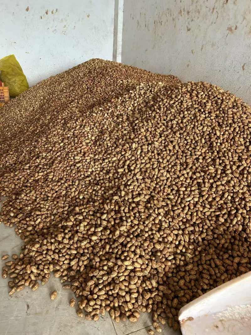 四川新鲜花生大量上市，对接各大商超电商平台，量大从优