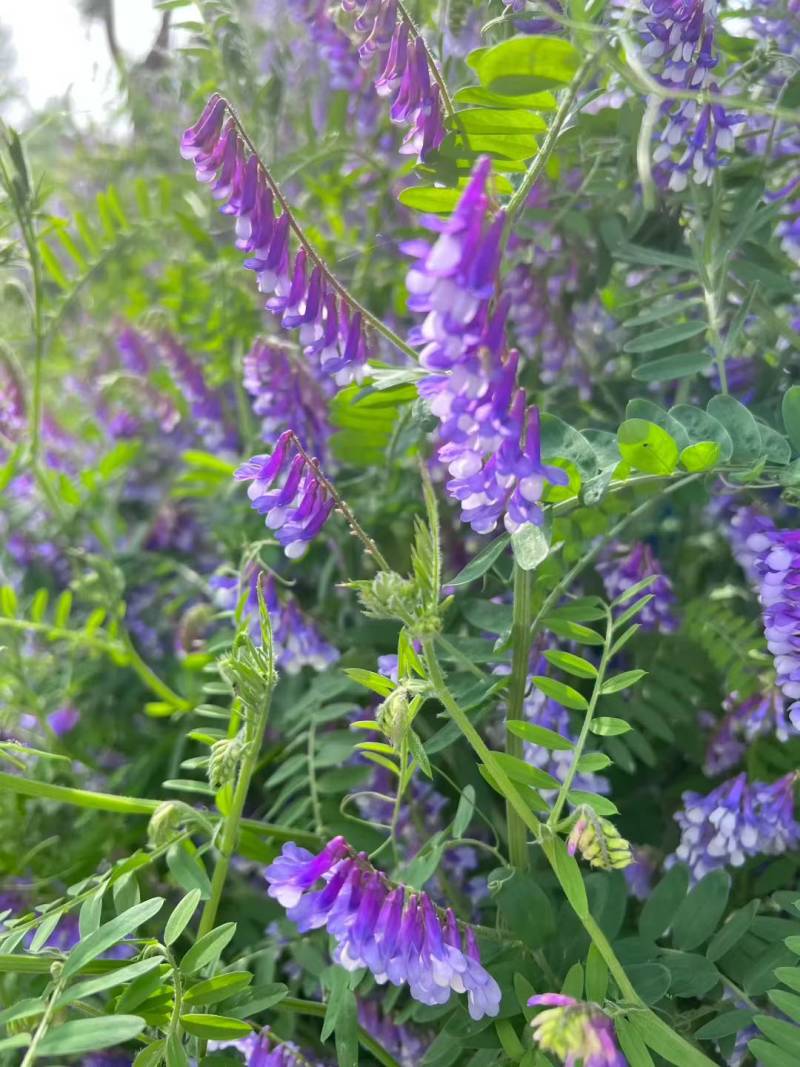 紫花苕种子牧草果园绿肥种籽高产箭舌野豌豆多年生