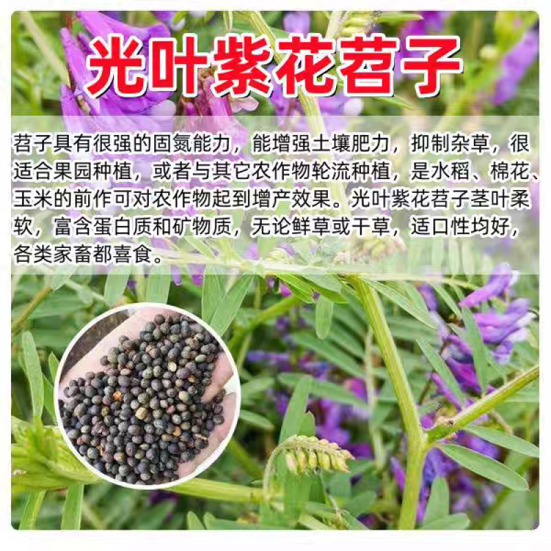 紫花苕种子牧草果园绿肥种籽高产箭舌野豌豆多年生