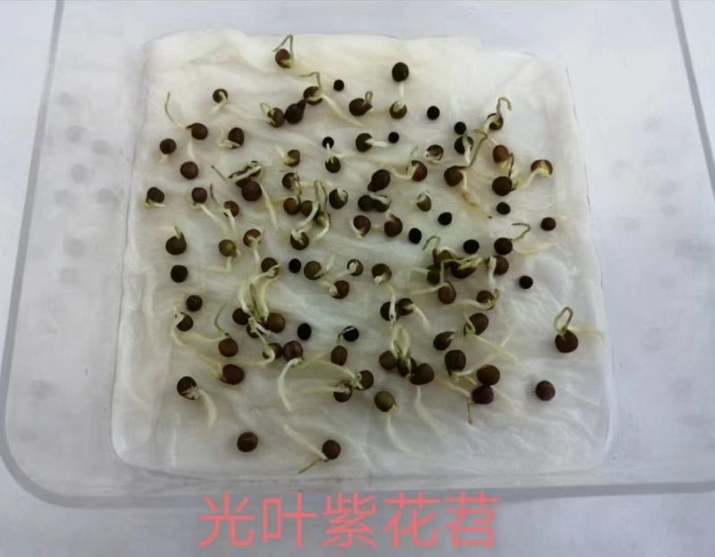 紫花苕种子牧草果园绿肥种籽高产箭舌野豌豆多年生