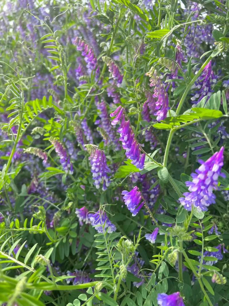 紫花苕种子牧草果园绿肥种籽高产箭舌野豌豆多年生