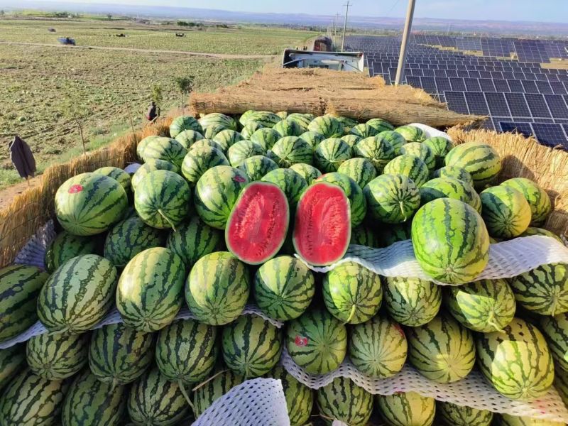 甘肃硒砂瓜石缝瓜皮薄肉多口感脆甜欢迎客户前来采购