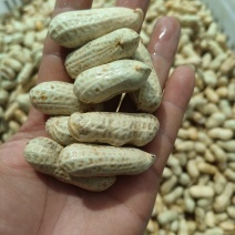 四川新鲜白皮【水果花生】大量有货，有需要的老板可以联系