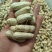 四川新鲜白皮【水果花生】大量有货，有需要的老板可以联系