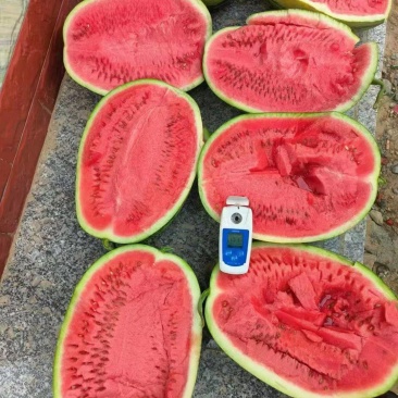 宁夏中卫硒砂瓜靠天吃饭一手货源包售后对接市场批发