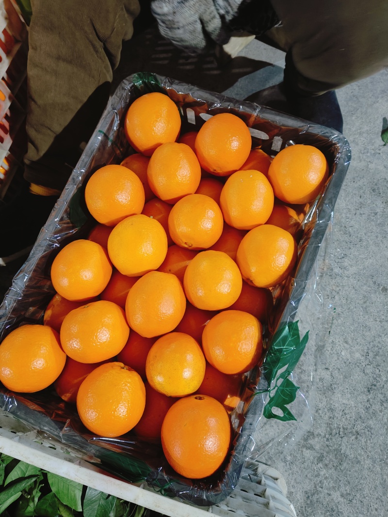 精品纽荷尔脐橙大量上市，新鲜采摘，保质保量对接全国