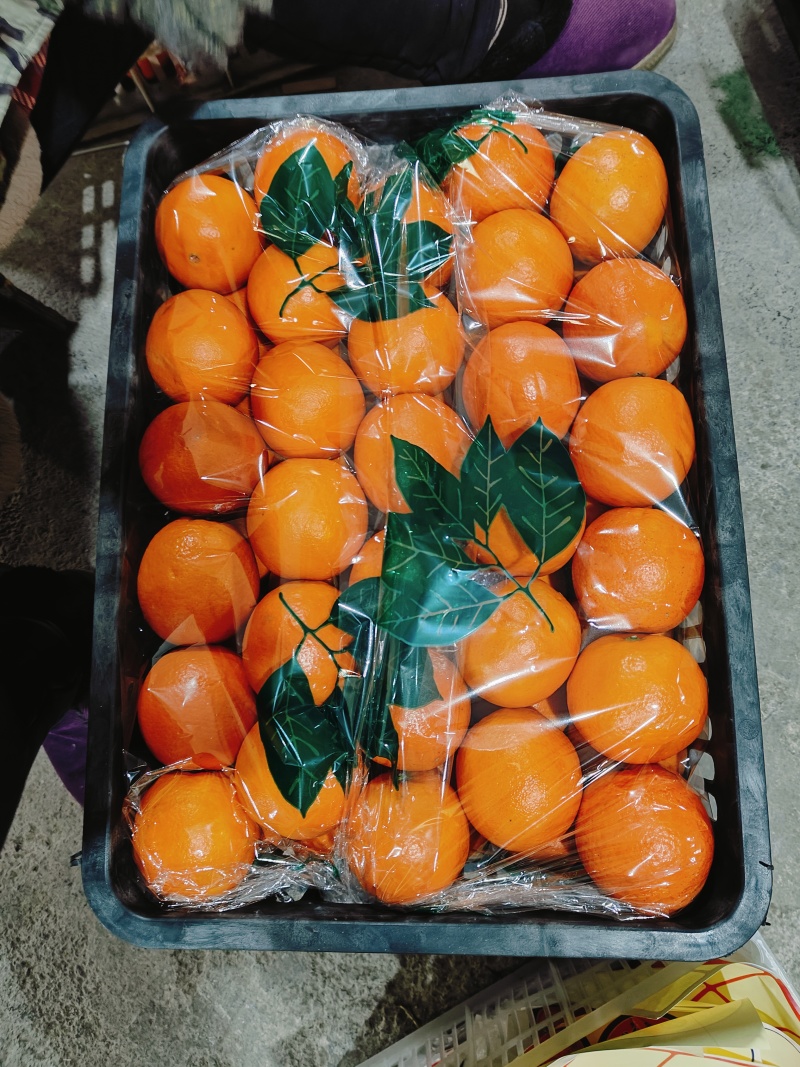 精品纽荷尔脐橙大量上市，新鲜采摘，保质保量对接全国