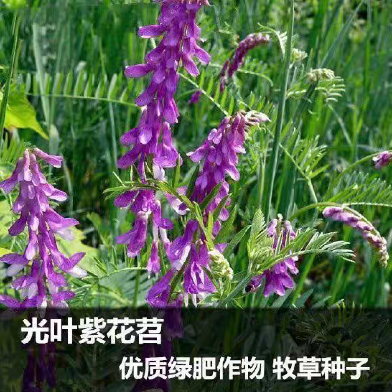 紫花苕种子牧草果园绿肥种籽高产箭舌野豌豆多年生