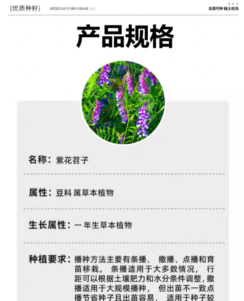 紫花苕种子牧草果园绿肥种籽高产箭舌野豌豆多年生