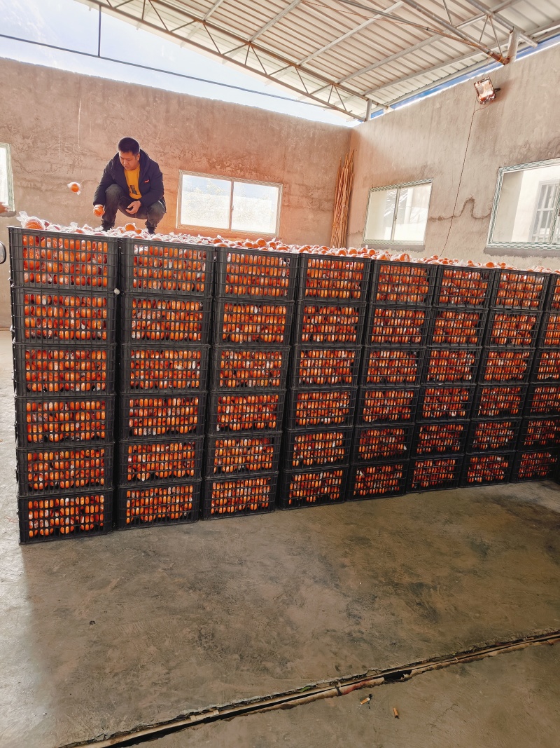 精品纽荷尔脐橙大量上市，新鲜采摘，保质保量对接全国