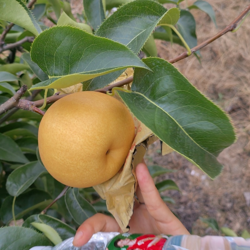 口感好，细嫩化渣，圆黄梨即将上市