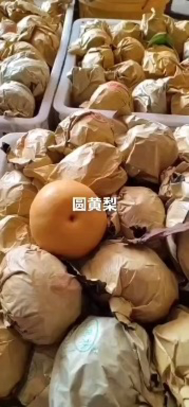 口感好，细嫩化渣，圆黄梨即将上市