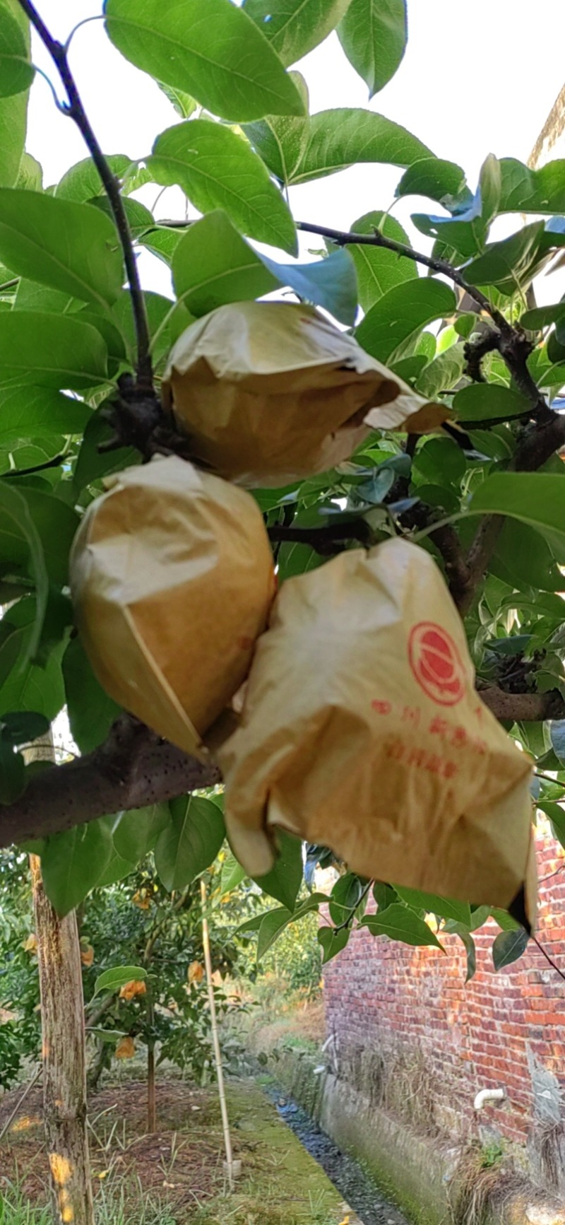 口感好，细嫩化渣，圆黄梨即将上市