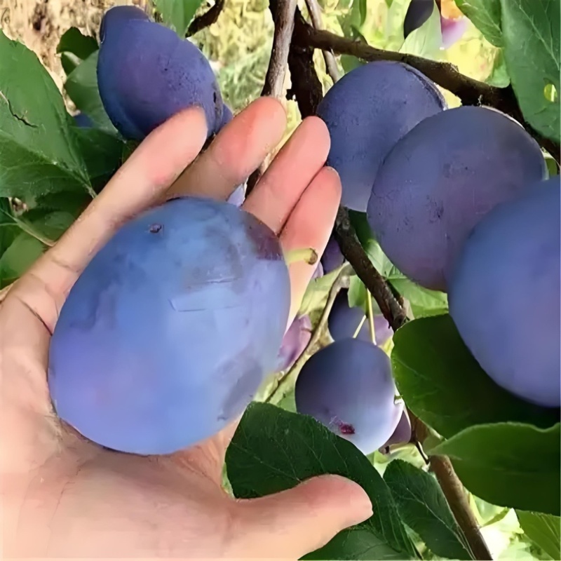 陕西蓝西梅蓝蜜产地直发蓝西梅批发优质西梅基地