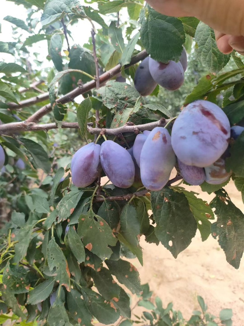 陕西蓝西梅蓝蜜产地直发蓝西梅批发优质西梅基地