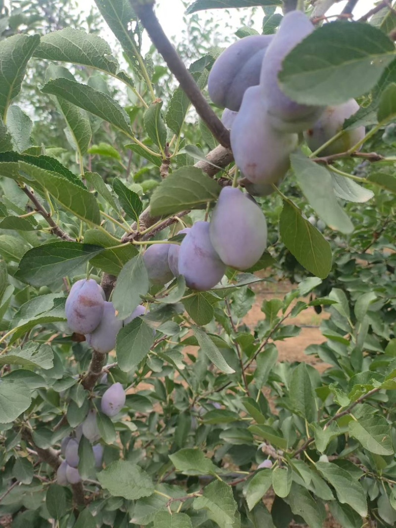 陕西蓝西梅蓝蜜产地直发蓝西梅批发优质西梅基地