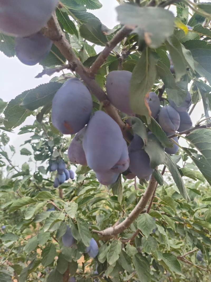 陕西蓝西梅蓝蜜产地直发蓝西梅批发优质西梅基地