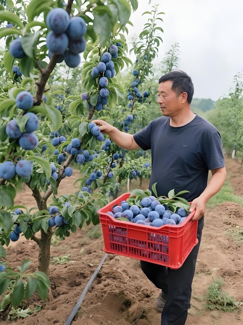 陕西蓝西梅蓝蜜产地直发蓝西梅批发优质西梅基地