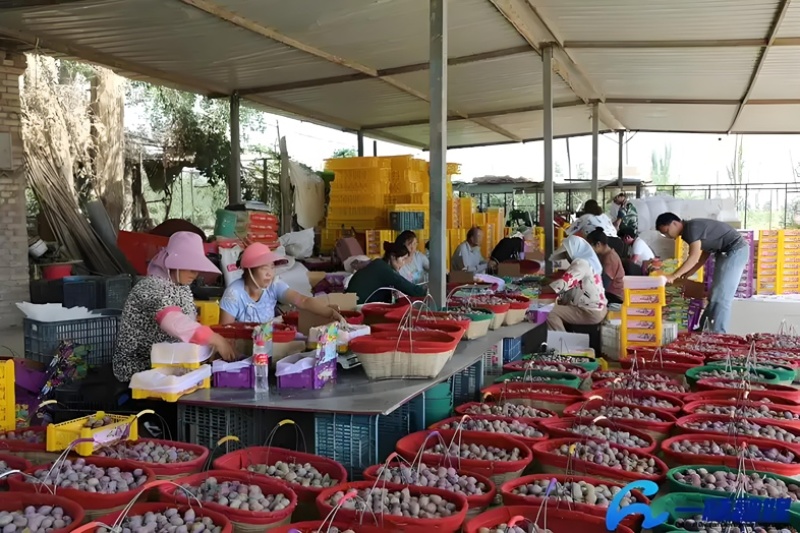 陕西蓝西梅蓝蜜产地直发蓝西梅批发优质西梅基地
