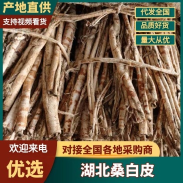 【源头工厂直供】桑白皮规格多样量大价优质量保障