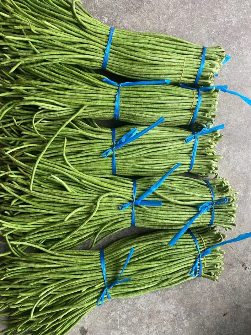 《精品豆角》河南长豆角/青条豆角/产地货源/全国供应批发