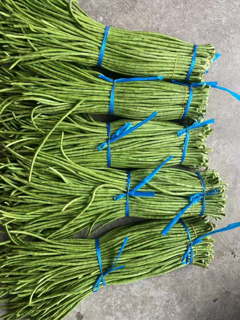 《精品豆角》河南长豆角/青条豆角/产地货源/全国供应批发