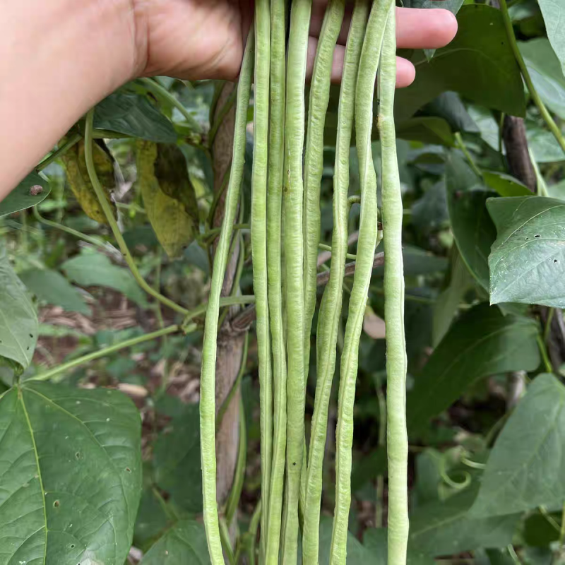 《精品豆角》河南长豆角/青条豆角/产地货源/全国供应批发