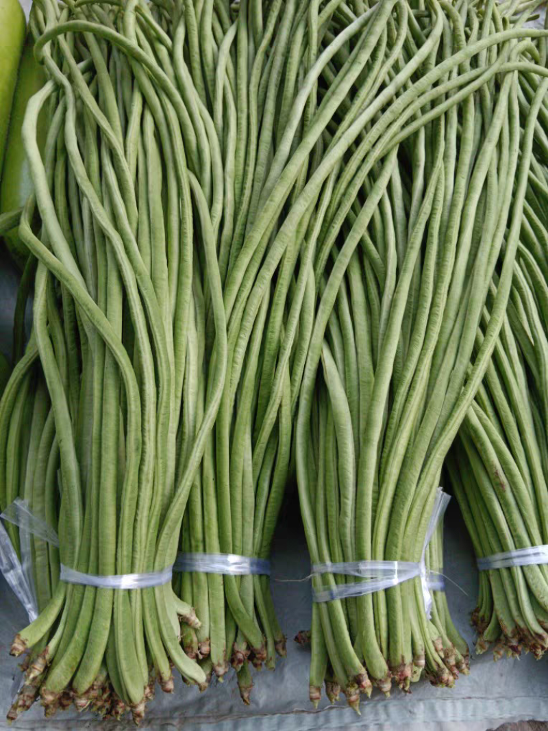 《精品豆角》河南长豆角/青条豆角/产地货源/全国供应批发
