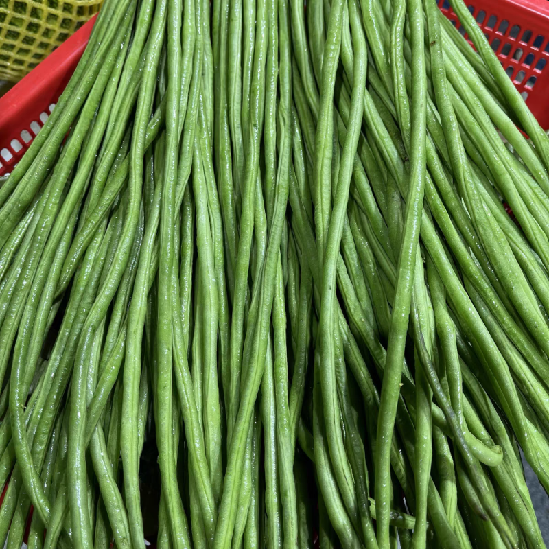 《精品豆角》河南长豆角/青条豆角/产地货源/全国供应批发