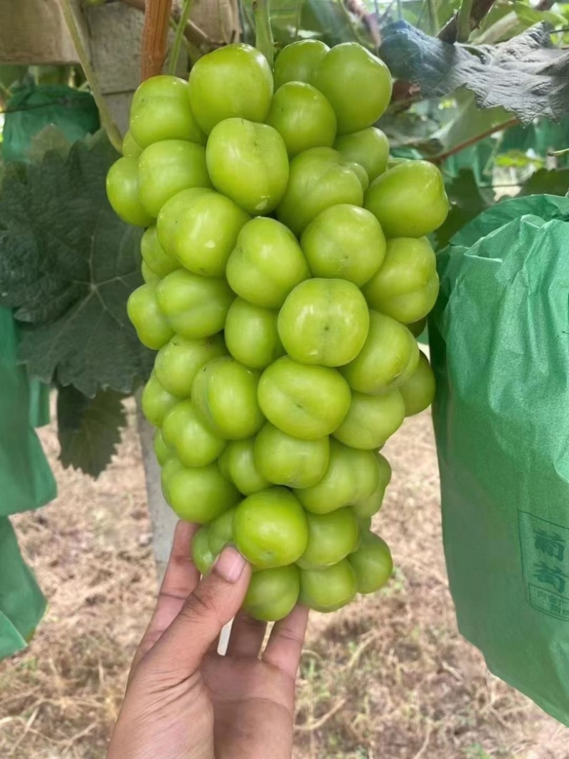 精品阳光玫瑰新鲜葡萄优质水果品质好产地直销