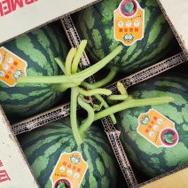 精品美都麒麟。无籽西瓜产地直发支持视频看货。