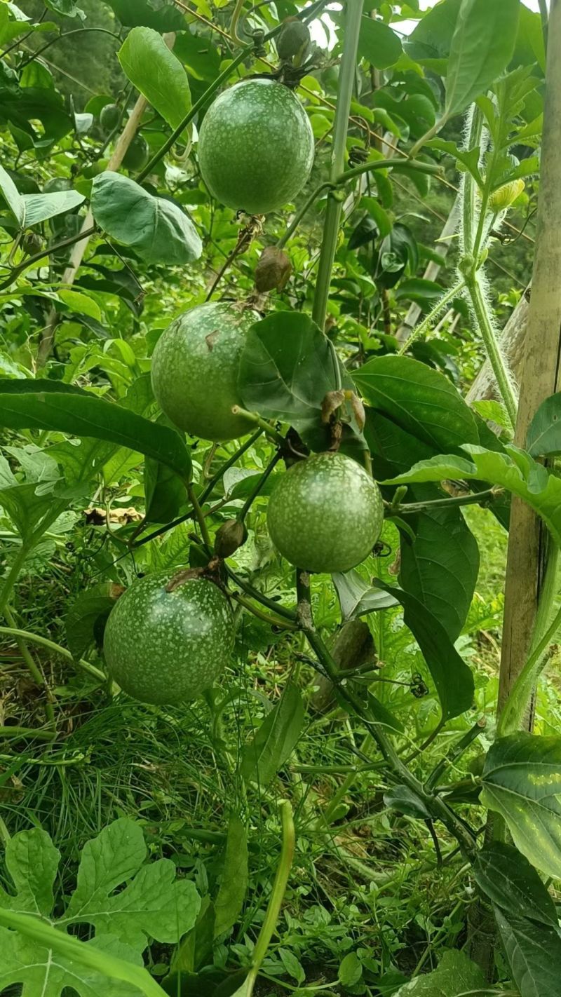 贵州百香果黄金果
