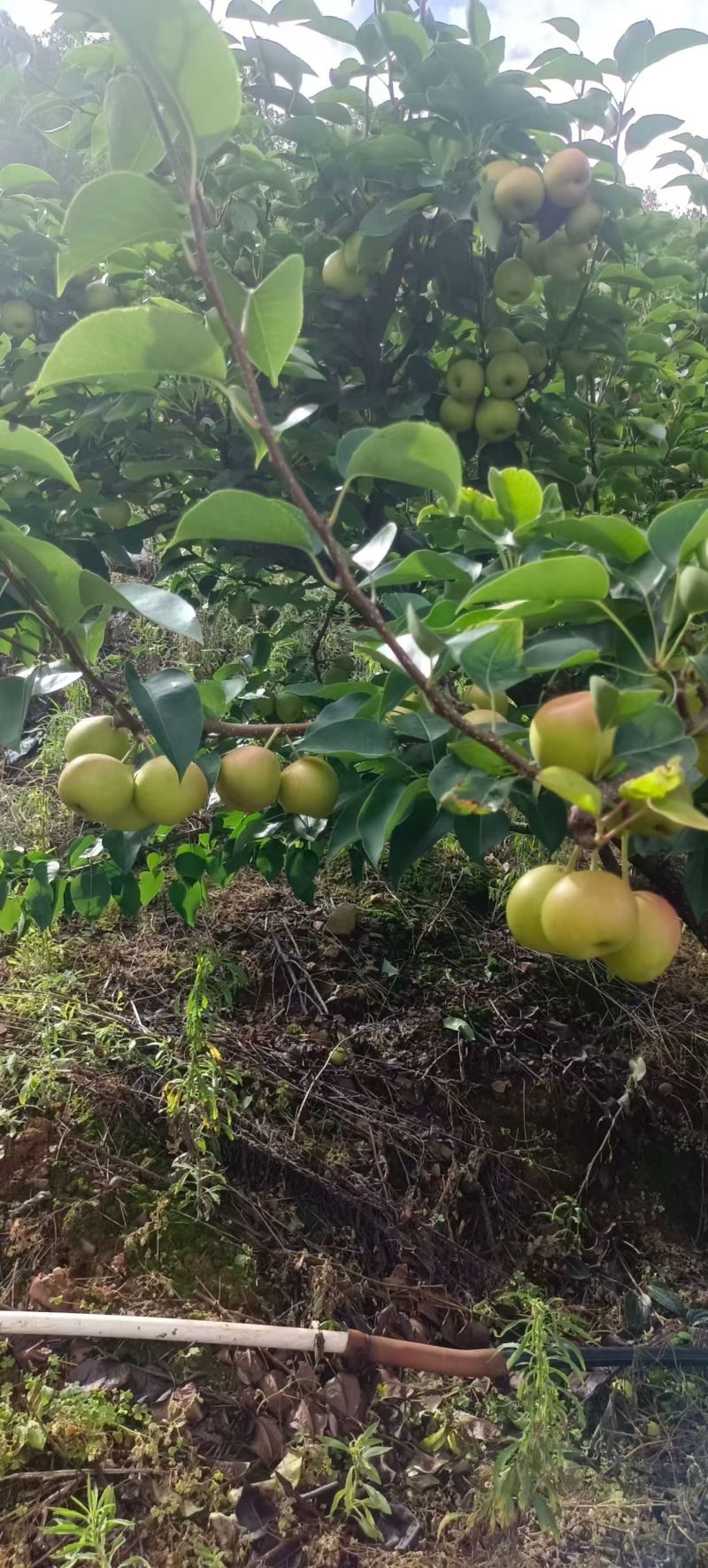 丁香梨上市香甜可口需要的老板可以视频看货欢迎咨询