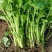 法国皇后芹菜苗产地直供新地头茬