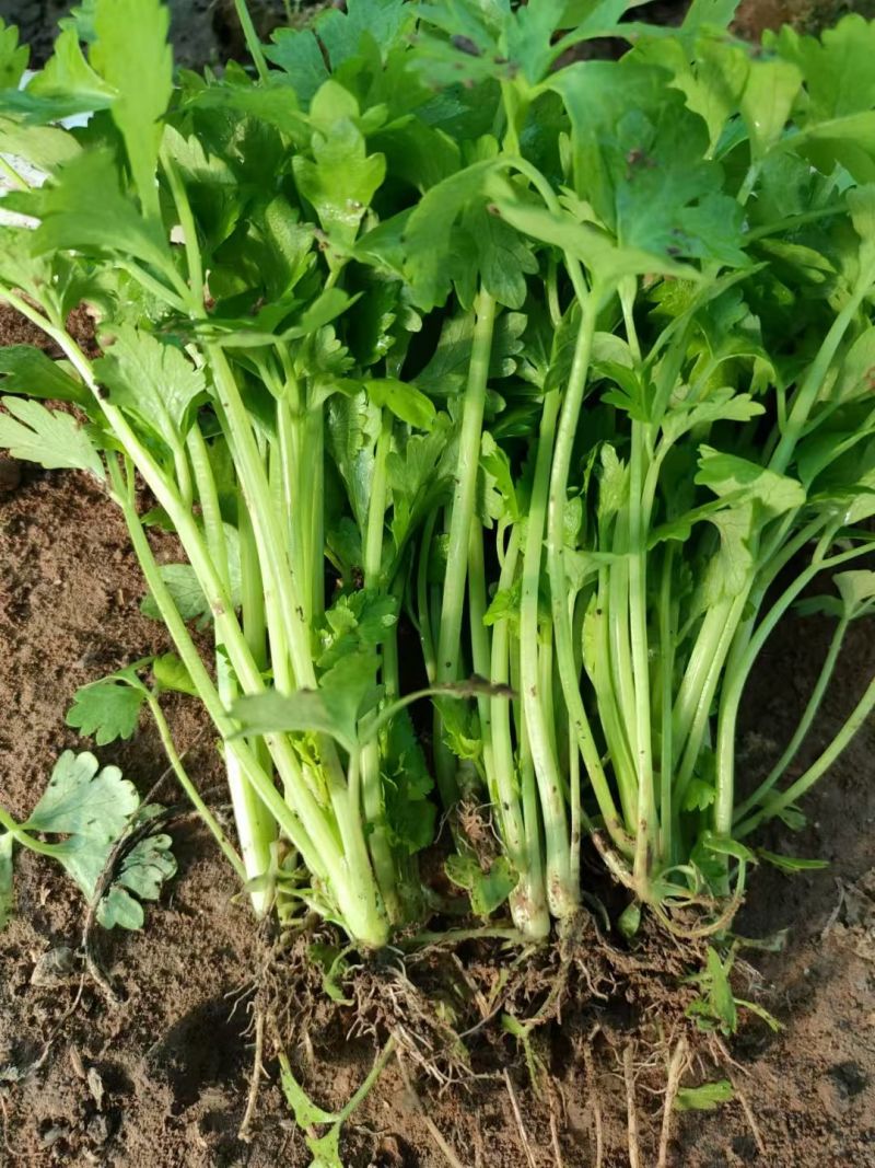 法国皇后芹菜苗产地直供新地头茬
