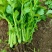法国皇后芹菜苗产地直供新地头茬